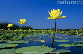Attēlu rezultāti vaicājumam “Nuphar lutea flower”