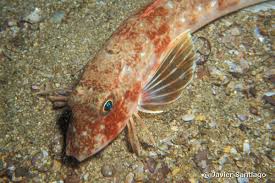 Image result for Chelidonichthys cuculus