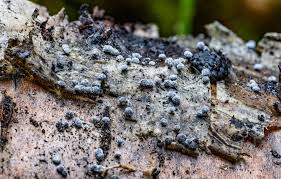 Attēlu rezultāti vaicājumam “Lignydium muscorum young”