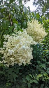 Attēlu rezultāti vaicājumam “Syringa reticulata subsp. amurensis flower”