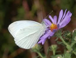 Attēlu rezultāti vaicājumam “Pieridae”
