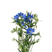 Image result for Delphinium