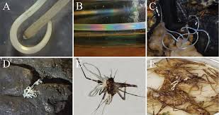 Attēlu rezultāti vaicājumam “Gordius aquaticus”