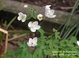 Attēlu rezultāti vaicājumam “Isopyrum thalictroides flower”