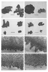 Attēlu rezultāti vaicājumam “Ionomidotis irregularis”