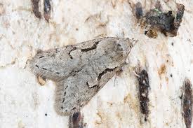 Attēlu rezultāti vaicājumam “Semioscopis steinkellneriana”