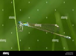 Attēlu rezultāti vaicājumam “Nehalennia speciosa”