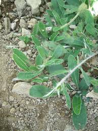 Attēlu rezultāti vaicājumam “Pilosella officinarum bud”