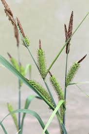 Attēlu rezultāti vaicājumam “Carex acutiformis”