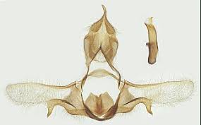 Attēlu rezultāti vaicājumam “Eana argentana”