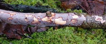 Attēlu rezultāti vaicājumam “Vuilleminia comedens”