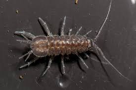 Attēlu rezultāti vaicājumam “Asellus aquaticus”