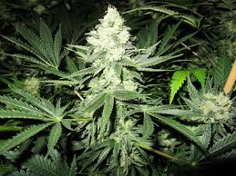 Resultado de imagen para la marihuana channel