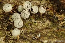 Attēlu rezultāti vaicājumam “Badhamia melanospora”