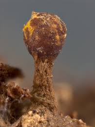 Attēlu rezultāti vaicājumam “Trichia erecta macro”