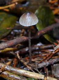 Attēlu rezultāti vaicājumam “Mycena filopes”