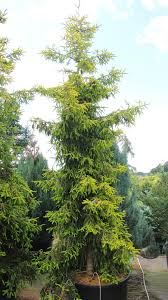 Attēlu rezultāti vaicājumam “Picea orientalis”