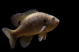 Image result for Lepomis cyanellus