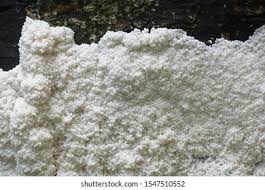 Attēlu rezultāti vaicājumam “Brefeldia maxima plasmodium”