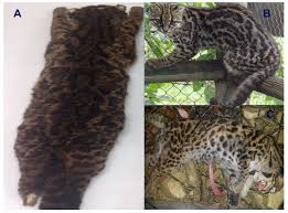 Image result for Fern Gray 1973 Jaguar