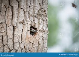 Attēlu rezultāti vaicājumam “Picus viridis nest”
