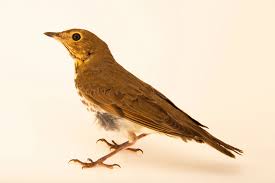 Image result for Catharus ustulatus