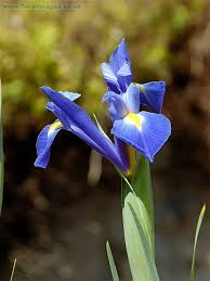 Attēlu rezultāti vaicājumam “Iris sibirica leaf”