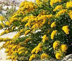 Attēlu rezultāti vaicājumam “Solidago canadensis”