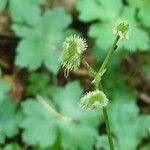 Attēlu rezultāti vaicājumam “Sanicula europaea fruit”