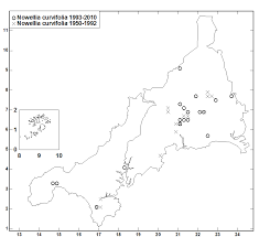 Attēlu rezultāti vaicājumam “Nowellia curvifolia sporophyte”