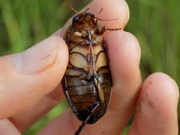 Attēlu rezultāti vaicājumam “Dytiscus sp.”