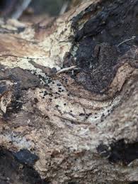 Attēlu rezultāti vaicājumam “Comatricha laxa spores”