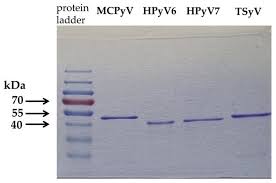 Image result for selvatici tehron