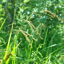 Attēlu rezultāti vaicājumam “Glyceria striata leaf”