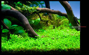 Attēlu rezultāti vaicājumam “Elatine hydropiper leaf”