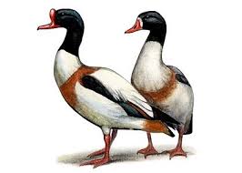 Attēlu rezultāti vaicājumam “Tadorna tadorna”