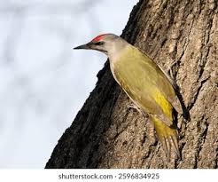 Attēlu rezultāti vaicājumam “Picus canus”