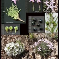 Attēlu rezultāti vaicājumam “Rubiaceae”