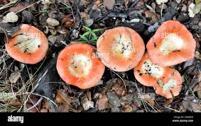 Attēlu rezultāti vaicājumam “Gomphidius roseus”