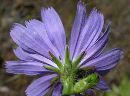 Image result for Cichorium intybus