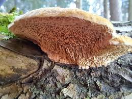 Attēlu rezultāti vaicājumam “Coriolopsis trogii”