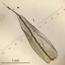 Attēlu rezultāti vaicājumam “Acaulon muticum sporophyte”