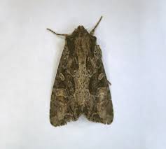 Attēlu rezultāti vaicājumam “Badhamiopsis scripta”