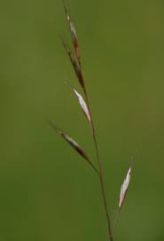 Attēlu rezultāti vaicājumam “Helictotrichon pratense”