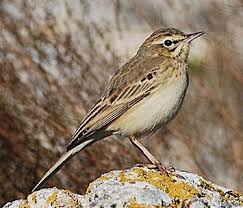 Image result for Anthus campestris