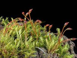 Attēlu rezultāti vaicājumam “Dicranella varia”