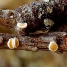 Attēlu rezultāti vaicājumam “Lachnellula willkommii”