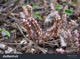 Attēlu rezultāti vaicājumam “Lathraea squamaria flower”