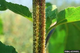 Attēlu rezultāti vaicājumam “Helianthus annuus”