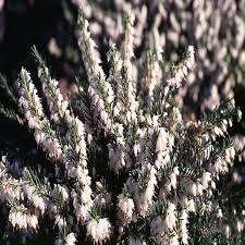 Attēlu rezultāti vaicājumam “Erica x darleyensis flower”